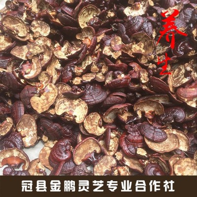 现货供应 紫灵芝 长白山紫灵芝 紫灵芝片免费切片打粉 10斤图3