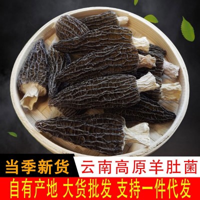 云南食用菌 羊肚菌批发 南北干货羊肚菌干货批发大量现货一件代发图1