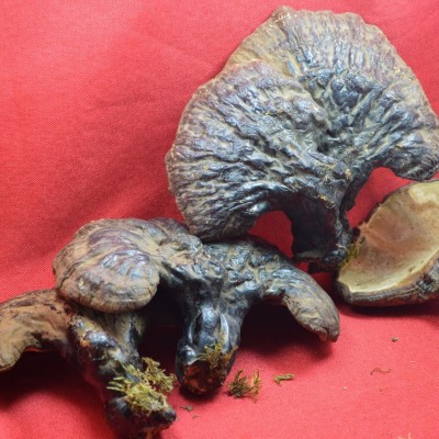 长白山林下木灵芝 原产地孢子粉东北特产大块灵芝 产地特价批发图3