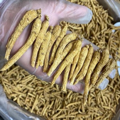 大货批发加拿大西洋参 花旗参整支3克尖尾非西洋参片参段一件代发图3