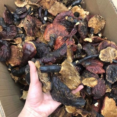 产地大货批发 西藏灵芝金边灵芝 泡酒煲汤食材 一件代发诚招代理图4