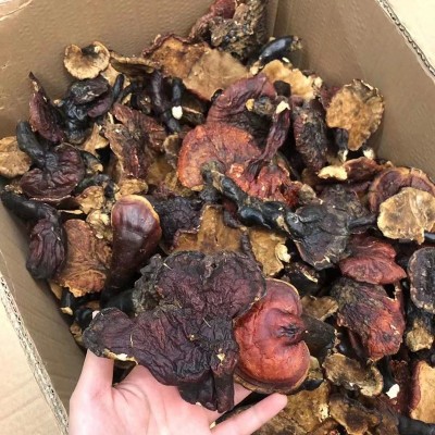 产地大货批发 西藏灵芝金边灵芝 泡酒煲汤食材 一件代发诚招代理图3