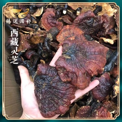 产地大货批发 西藏灵芝金边灵芝 泡酒煲汤食材 一件代发诚招代理