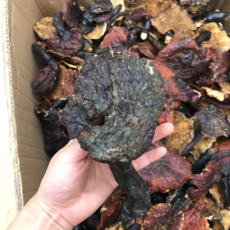 西藏灵芝5.jpg