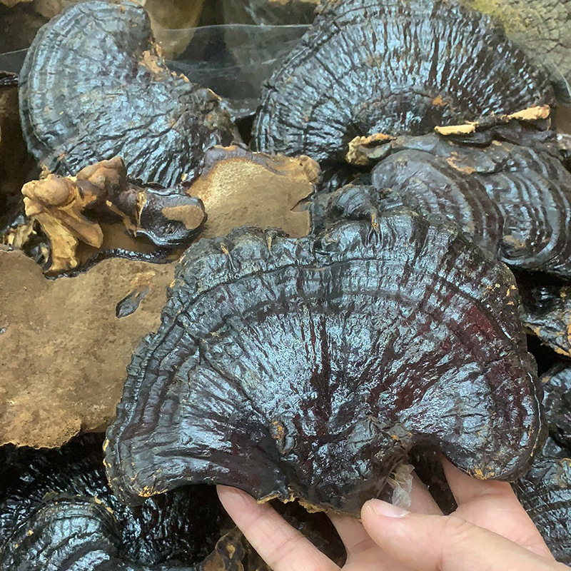 黑灵芝6.jpg