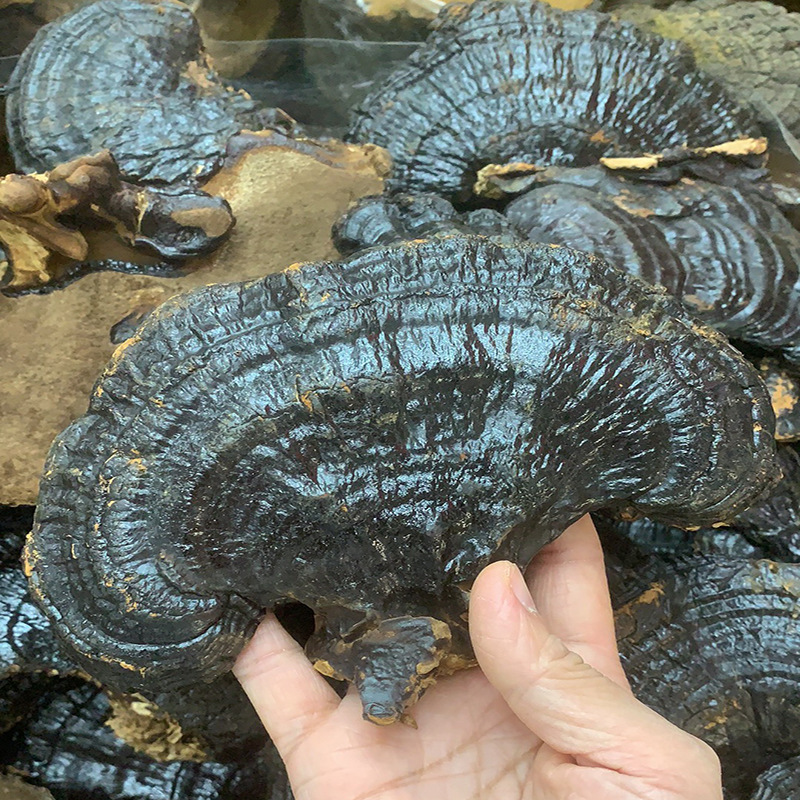 黑灵芝2.jpg