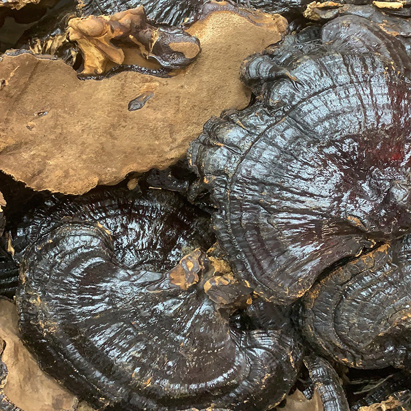 黑灵芝4.jpg