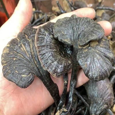 产地批发云南厚肉竹灵芝 深山黑芝东北长白山赤灵芝 散装泡酒灵芝图2