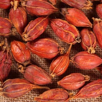栀子果泡茶黄栀子山栀子红栀子食用上色卤肉香料散货批发直销图3