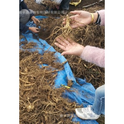 现卖现挖 新鲜人参带土 1元一根 100根包邮！图4
