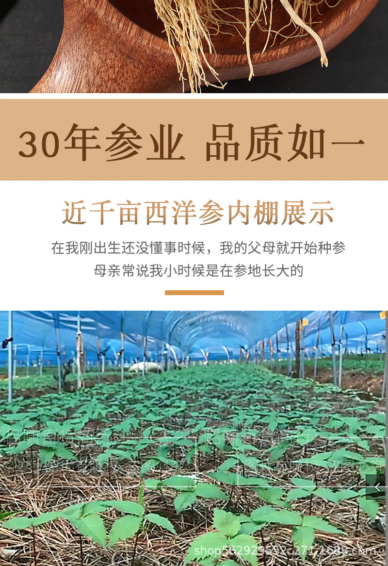 人参全须_09.png