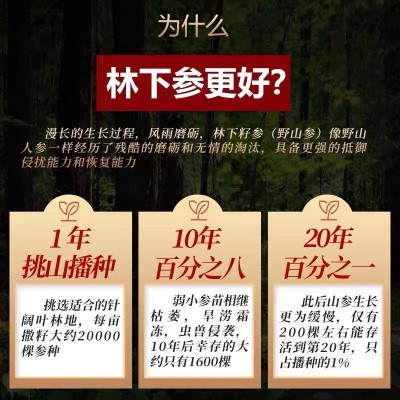 长白山28年新鲜林下参东北特产鲜人参整支林下野山参煲汤泡酒推荐图3