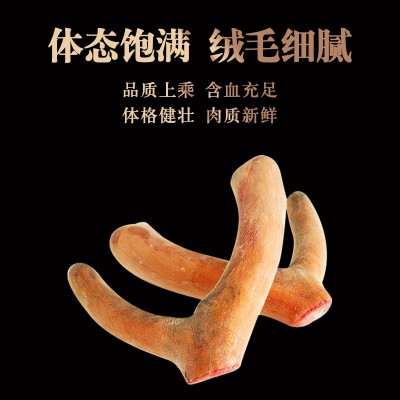 鲜鹿茸 吉林鹿乡梅花鹿整支鲜鹿茸可切连刀 泡酒整支含血鹿茸批发图3