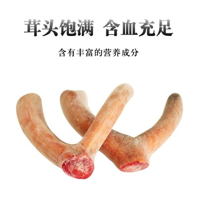 鲜鹿茸 吉林鹿乡梅花鹿整支鲜鹿茸可切连刀 泡酒整支含血鹿茸批发图2