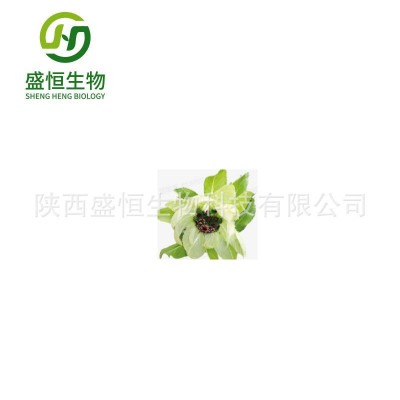 雪莲培养物 雪莲提取 雪莲培养物粉 现货供应 欢迎咨询图2