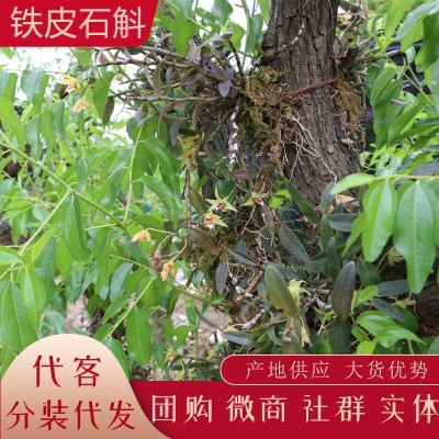云南新鲜石斛 铁皮石斛榨汁 生鲜石斛条批发产地货源代发 大货供图5
