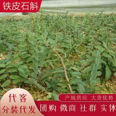 云南新鲜石斛 铁皮石斛榨汁 生鲜石斛条批发产地货源代发 大货供图4
