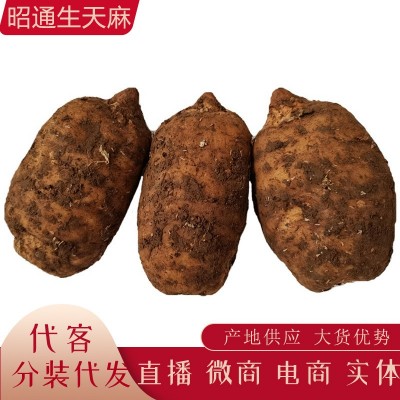 云南昭通生天麻 新鲜天麻 抖音快手代发小草坝新鲜天麻批发代理图2