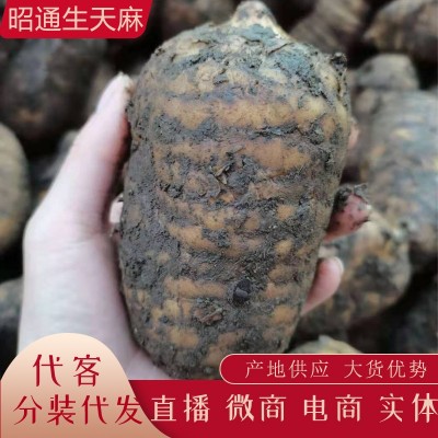 云南昭通生天麻 新鲜天麻 抖音快手代发小草坝新鲜天麻批发代理图3
