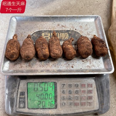 云南昭通生天麻 新鲜天麻 抖音快手代发小草坝新鲜天麻批发代理图5