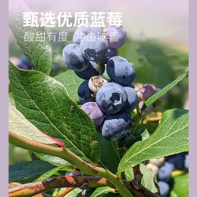 蓝莓胶原蛋白肽饮品30ml*8瓶定制加工 植物饮品OEM贴牌口服液代工图3