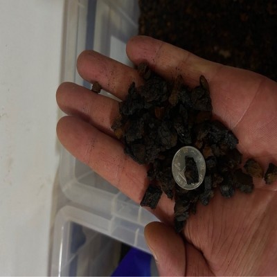桦树茸白桦茸桦褐孔菌黑金颗粒，桦树茸外皮俄罗斯西伯利亚代加工图3