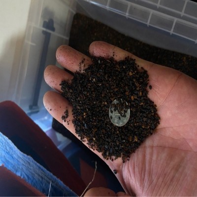 桦树茸白桦茸桦褐孔菌黑金颗粒，桦树茸外皮俄罗斯西伯利亚代加工图4