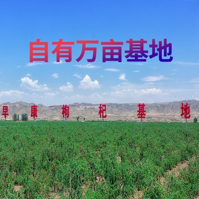 早康新货特级头茬枸杞子宁夏枸杞干货杞子批发整箱散装红枸杞原浆图3