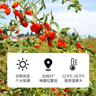 早安情枸杞头茬散装枸杞子源头厂家平替批发宁夏枸杞500g共2袋图2