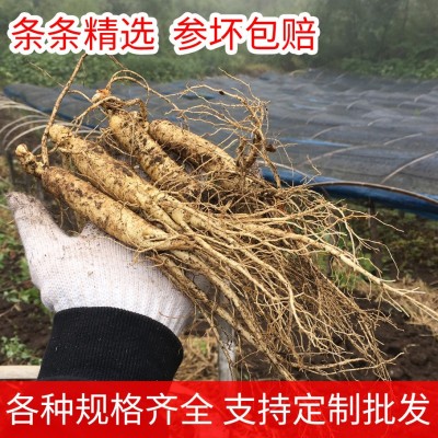 精选新鲜人参带土鲜参吉林长白山人参煲汤泡酒东北特产半斤 大人参图5