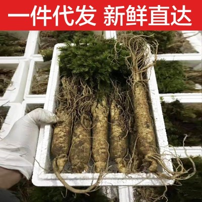 新鲜人参现挖现卖长白山人参鲜参吉林带土鲜人参东北特产一件代发图5