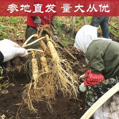 现挖现卖新鲜人参长白山人参东北特产吉林鲜参带土鲜人参产地直发图5