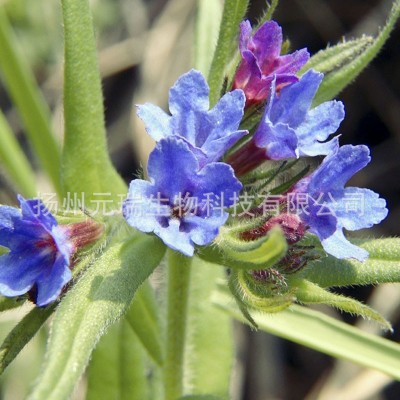 厂家直供紫草提取液萃取液 植物提取液日化用品原料 元瑞生物提取图4