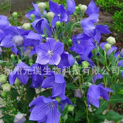 厂家大量现货供应 扬州元瑞生物植物桔梗提取物 供应桔梗提取液图4