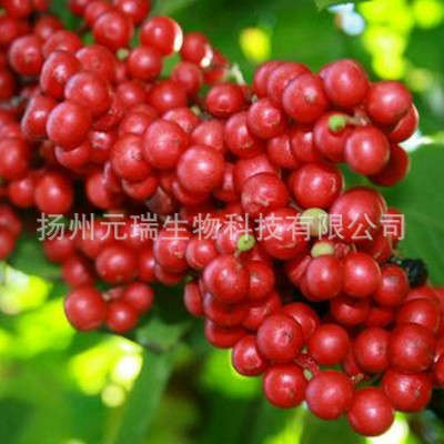 五味子提取液 五味子萃取洗化用品原液 植物提取液萃取液厂家图3