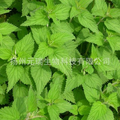 直供植物荨麻提取液 元瑞荨麻提取液 厂家中草药提取物图4
