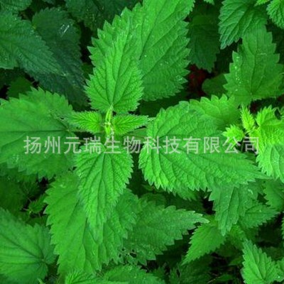 直供植物荨麻提取液 元瑞荨麻提取液 厂家中草药提取物图3