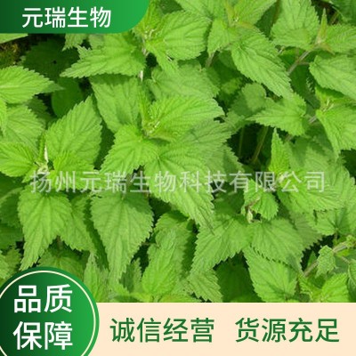 直供植物荨麻提取液 元瑞荨麻提取液 厂家中草药提取物图5