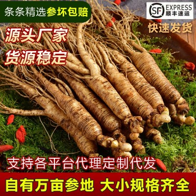 长白山人参新鲜人参带土人参东北人参图5