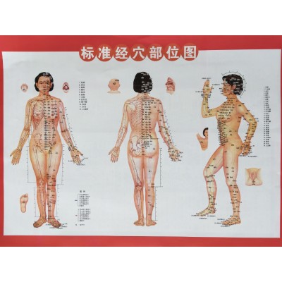 人体经络穴位标准挂图中医针灸大挂图图3