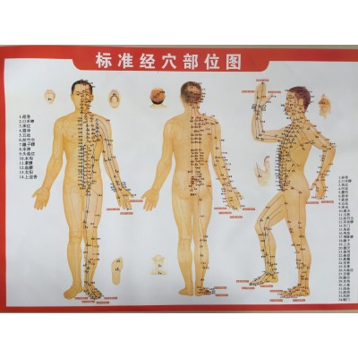 标准经穴部位图人体经络图挂图穴位图健康疗法挂图双面图2