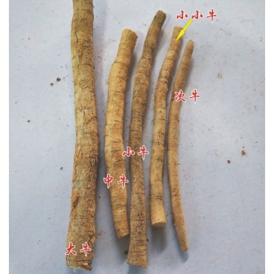 百草源新鲜牛大力薯生鲜货粉质薯500g金钟根中药材大叶正宗牛大力图1