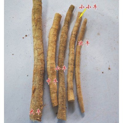 百草源新鲜牛大力薯生鲜货粉质薯500g金钟根中药材大叶正宗牛大力