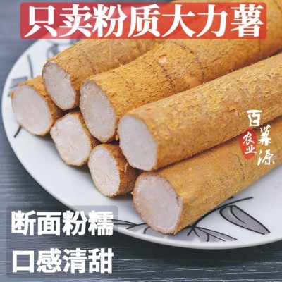 百草源新鲜牛大力薯生鲜货粉质薯500g金钟根中药材大叶正宗牛大力图4