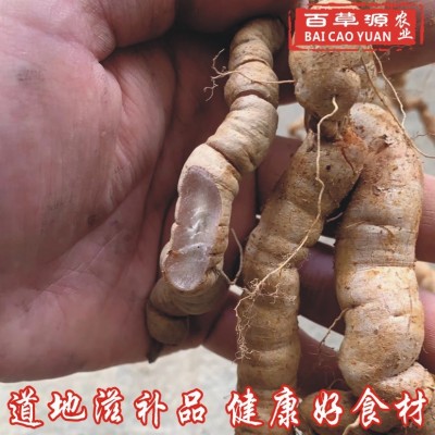 百草源新鲜巴戟天鸡肠风批发中大肉巴戟煲汤泡酒药材产地直销图2