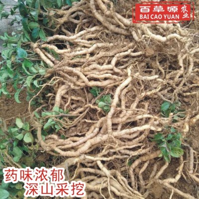 百草源新鲜巴戟天鸡肠风批发中大肉巴戟煲汤泡酒药材产地直销图3