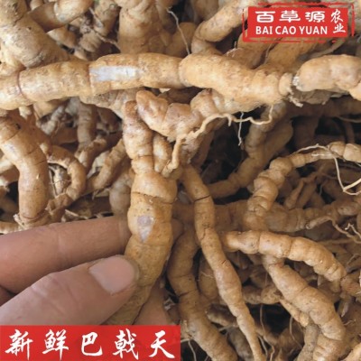 百草源新鲜巴戟天鸡肠风批发中大肉巴戟煲汤泡酒药材产地直销图5