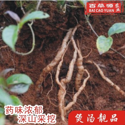 百草源新鲜巴戟天鸡肠风批发中大肉巴戟煲汤泡酒药材产地直销图4