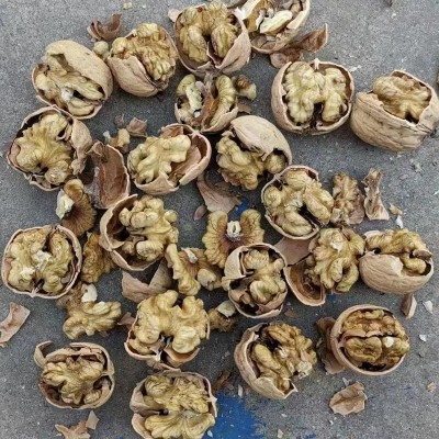 核桃核桃仁出口厂家一手货源代加工原料河北纸皮核桃食品商检批发图4