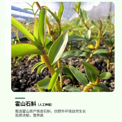 石斛原浆植物饮料开袋即饮口服便携袋装现货批代发霍山铁皮石斛图3